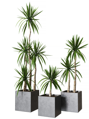 Yucca pot Collection of plants