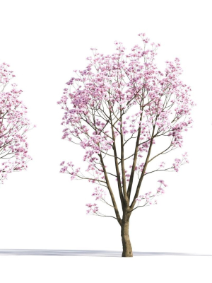 Yulania denudata a