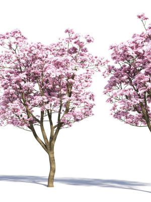 yulania-denudata-b-3d-model-5ad70aca91