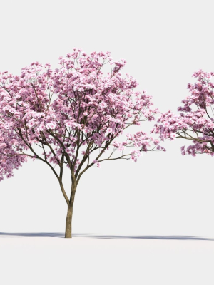 yulania-denudata-c-3d-model-f240fc0c1e