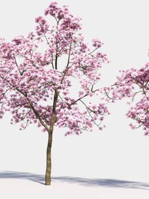 yulania-denudata-e-3d-model-f1682e1b6d