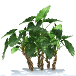 Zagg Alocasia macrorrhiza