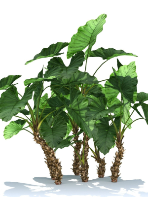 zagg-alocasia-macrorrhiza-3d-model-max-obj-fbx-c4d-blend-GrowFX