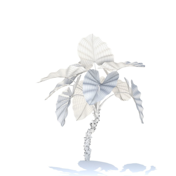 Zagg Alocasia macrorrhiza