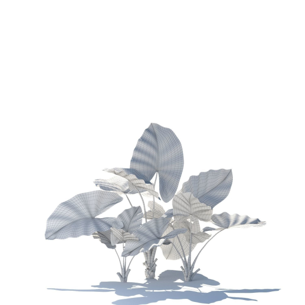 Zagg Alocasia macrorrhiza