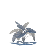 Zagg Alocasia macrorrhiza