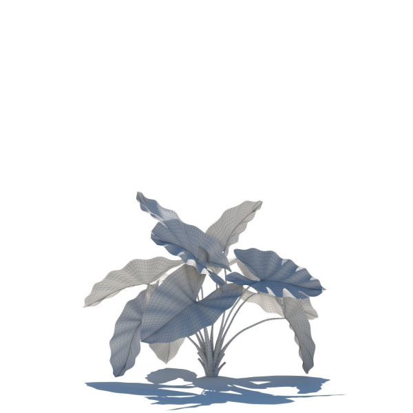 Zagg Alocasia macrorrhiza