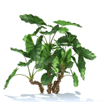 Zagg Alocasia macrorrhiza