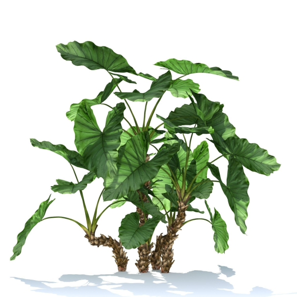 Zagg Alocasia macrorrhiza