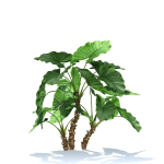 Zagg Alocasia macrorrhiza