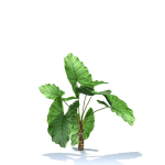 Zagg Alocasia macrorrhiza