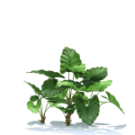 Zagg Alocasia macrorrhiza