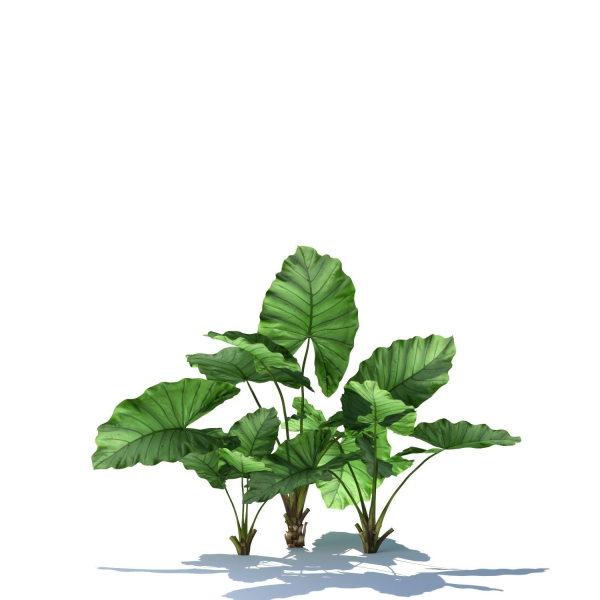 Zagg Alocasia macrorrhiza