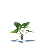 Zagg Alocasia macrorrhiza