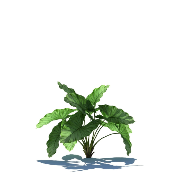 Zagg Alocasia macrorrhiza