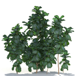 Zagg Ficus Lyrata