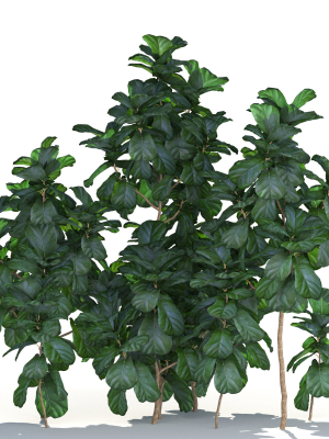 zagg-ficus-lyrata-3d-model-max-obj-fbx-c4d-blend-GrowFX