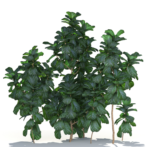 Zagg Ficus Lyrata