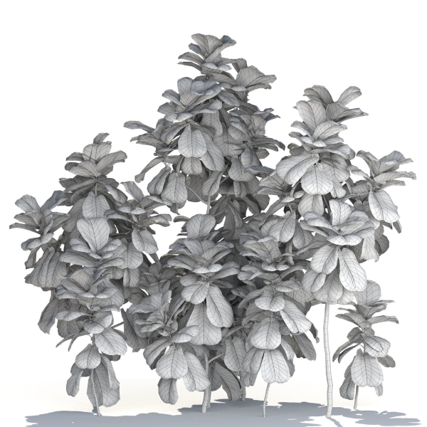 Zagg Ficus Lyrata