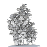 Zagg Ficus Lyrata