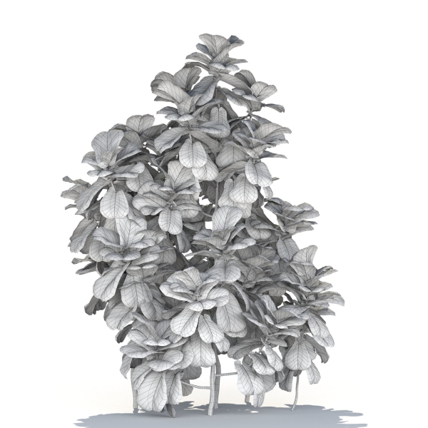 Zagg Ficus Lyrata