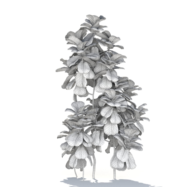 Zagg Ficus Lyrata