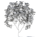 Zagg Ficus Lyrata