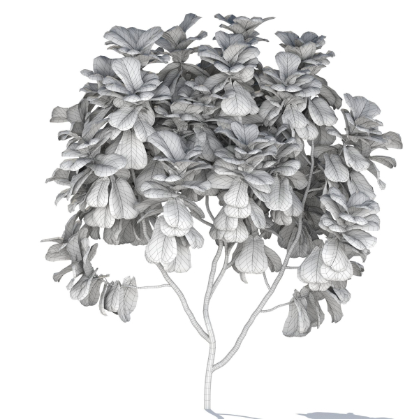 Zagg Ficus Lyrata
