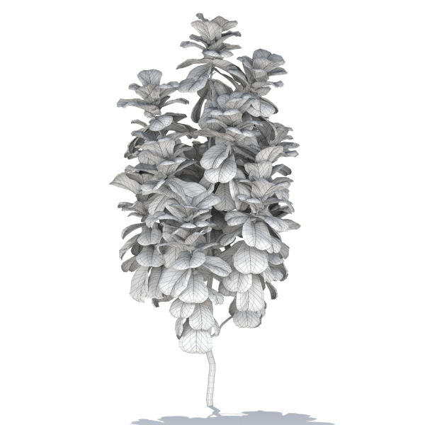 Zagg Ficus Lyrata