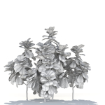 Zagg Ficus Lyrata