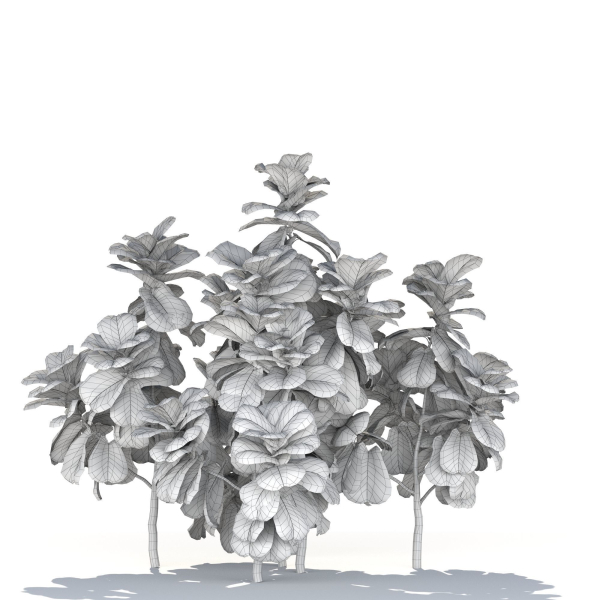 Zagg Ficus Lyrata