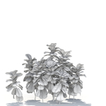Zagg Ficus Lyrata