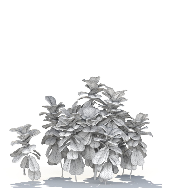 Zagg Ficus Lyrata