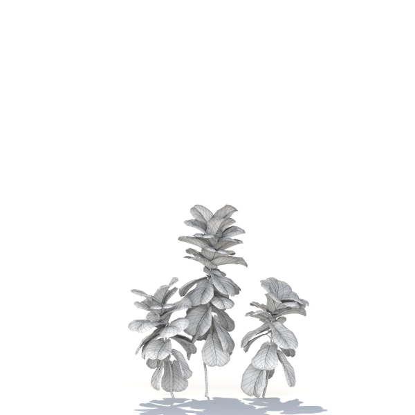 Zagg Ficus Lyrata