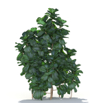 Zagg Ficus Lyrata