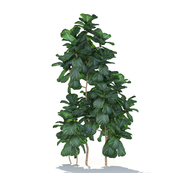 Zagg Ficus Lyrata