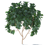 Zagg Ficus Lyrata