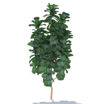 Zagg Ficus Lyrata