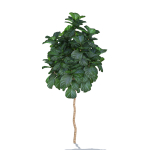Zagg Ficus Lyrata