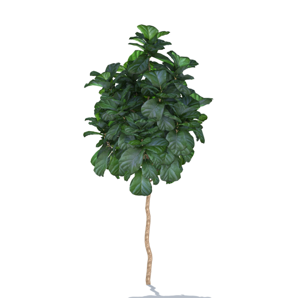 Zagg Ficus Lyrata