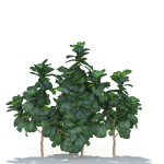 Zagg Ficus Lyrata