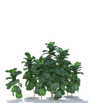 Zagg Ficus Lyrata
