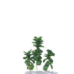 Zagg Ficus Lyrata