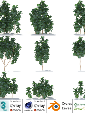 Zagg Ficus Lyrata