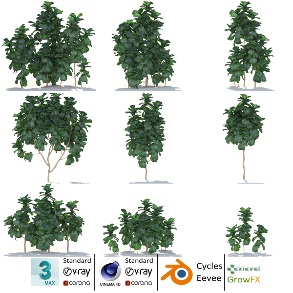 Zagg Ficus Lyrata