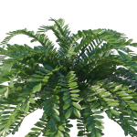 Zamia Furfuracea