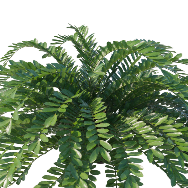 Zamia Furfuracea