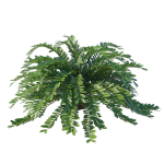 Zamia Furfuracea