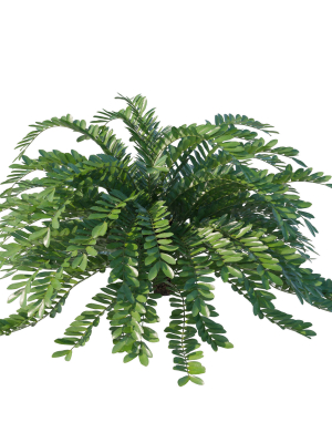 zamia-furfuracea-3d-model-568f6fe780