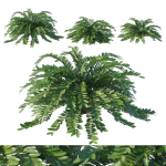 Zamia Furfuracea